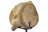Polished Fossil Mosasaur Vertebra w/ Metal Stand - Texas #335046-2